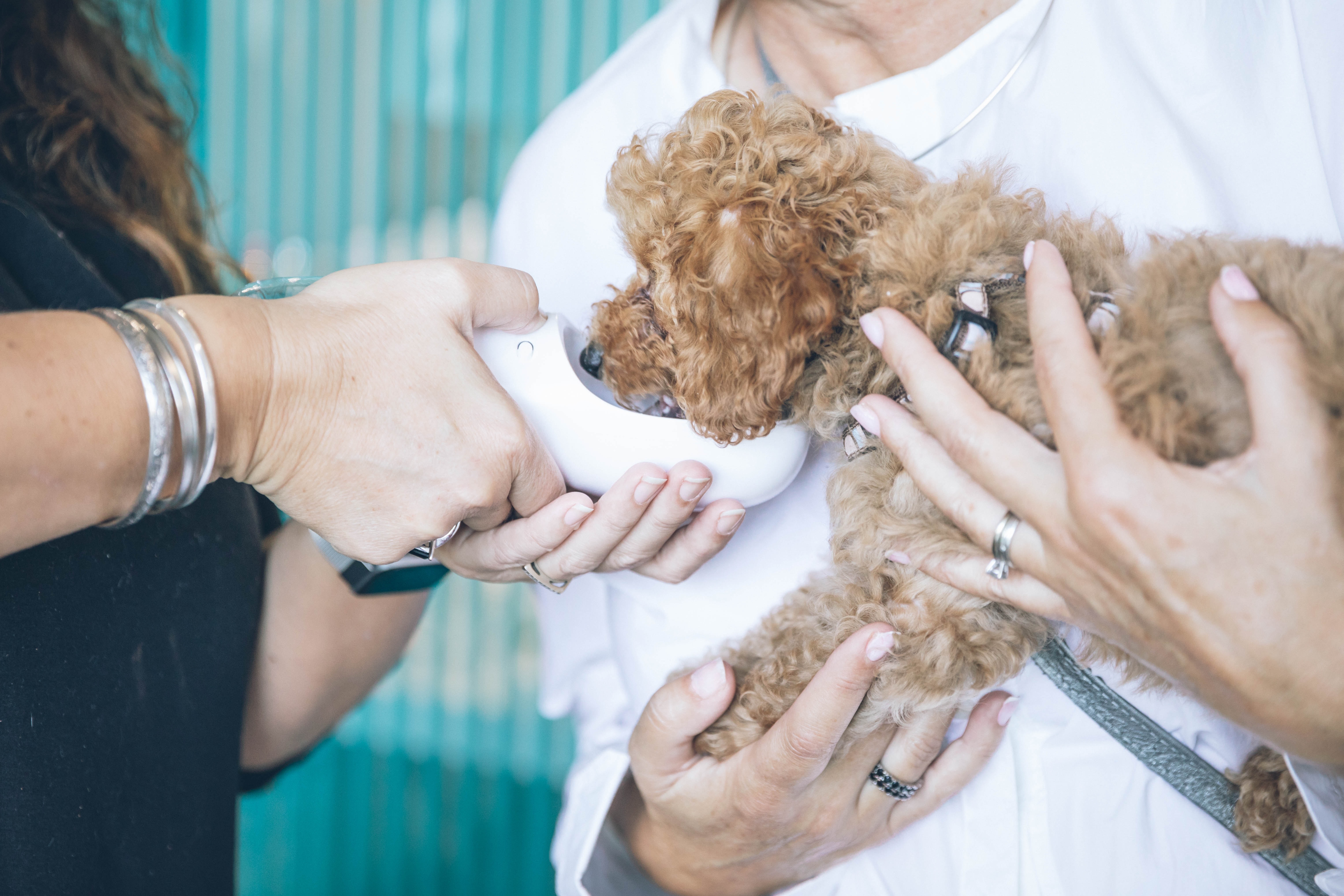 Toy Poodle Getting Nails Trimmed